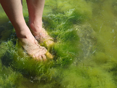 Comment débarrasser votre bassin des algues : Traitement anti-algues